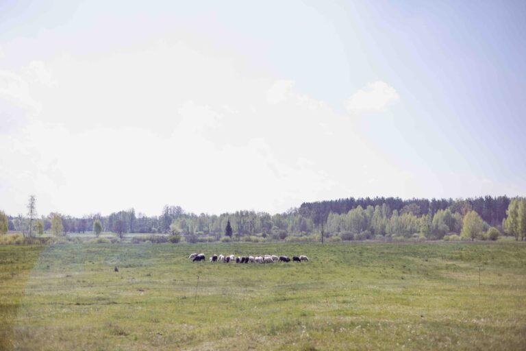 Pastoral Twilight: Initiatives for rural cultures